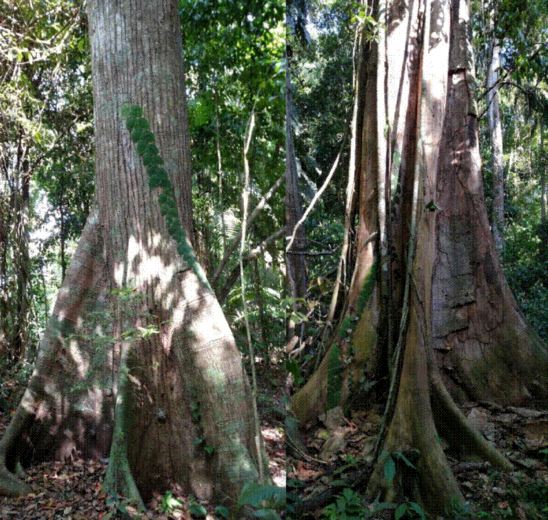 Two buttress-rooted trees, one with vines.