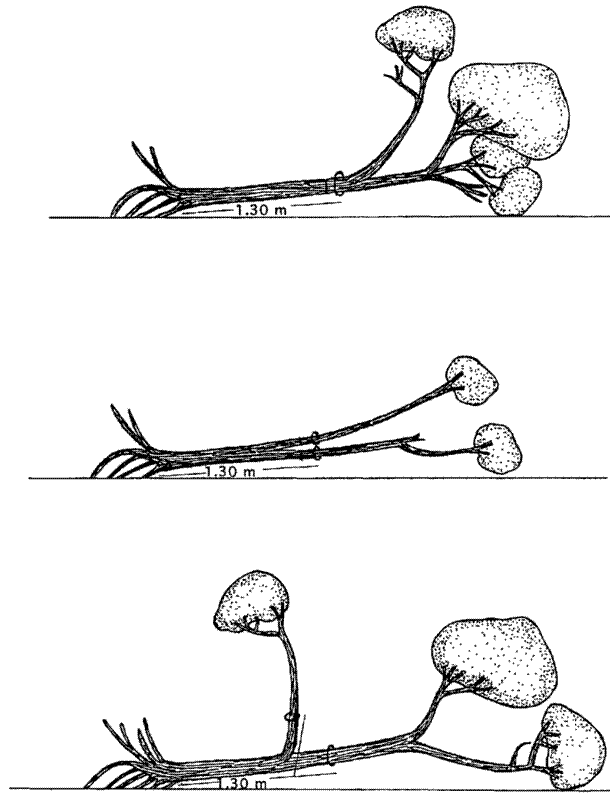 Measuring the POM on a fallen stem, from Condit (1998).