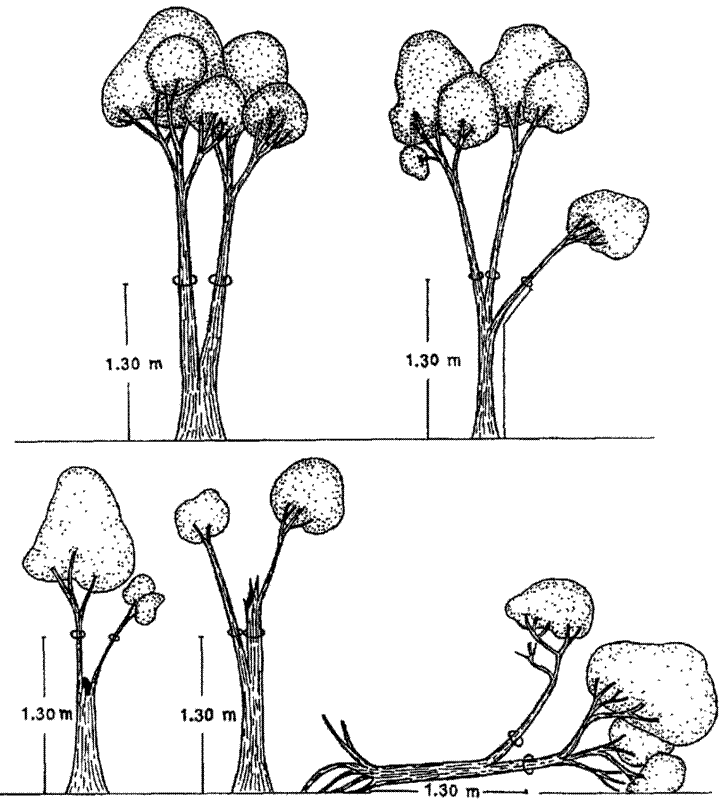 Measuring stems on a multi-stemmed tree, from Condit (1998).