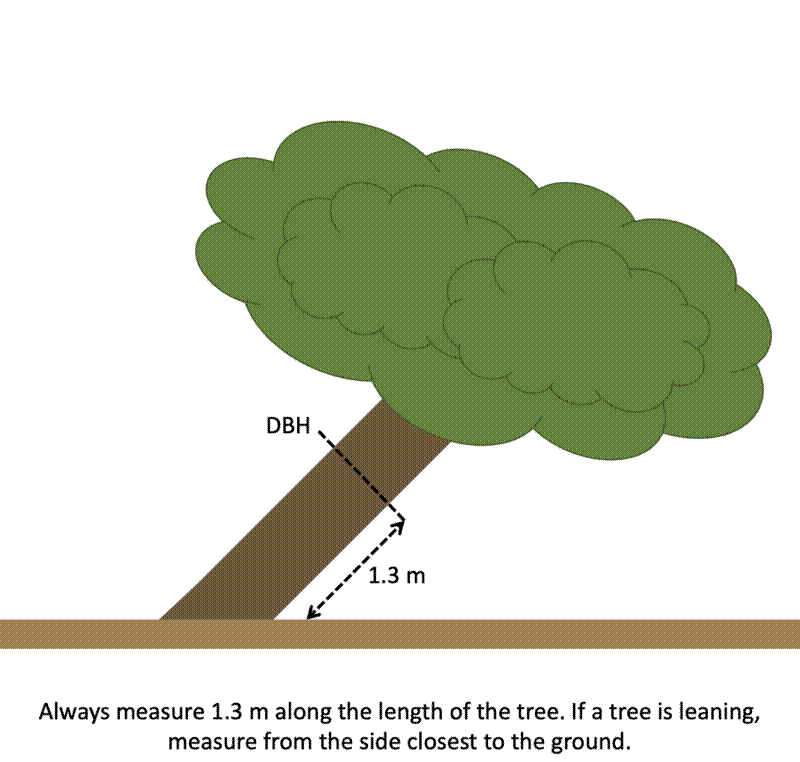 Measuring the POM on a leaning stem.