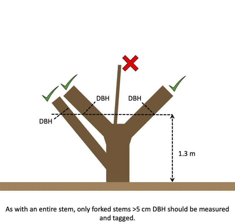Measuring stems on a multi-stemmed tree.