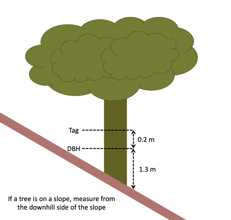 Measuring the POM of a stem on a slope.