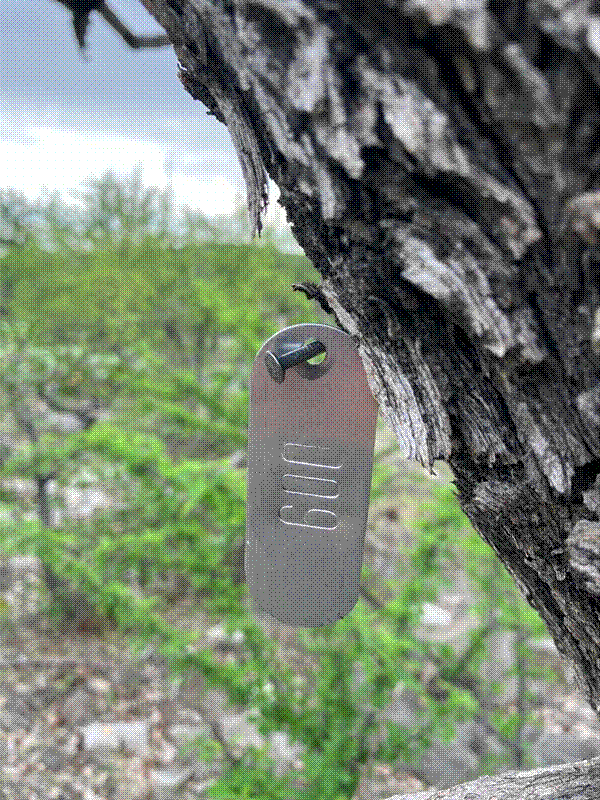 Example of a take hammered into a tree stem.