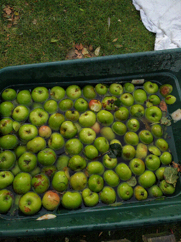 Apples bobbing in wheelbarrow