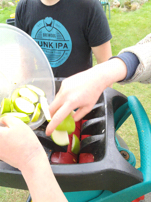 Apples going in garden shredder