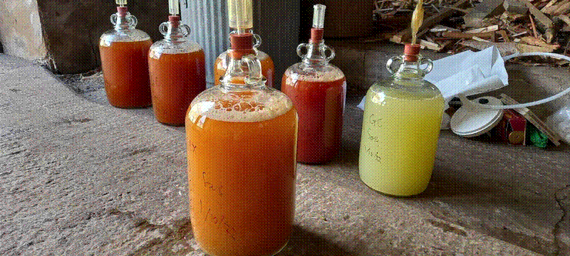 Demijohns with recently pressed juice
