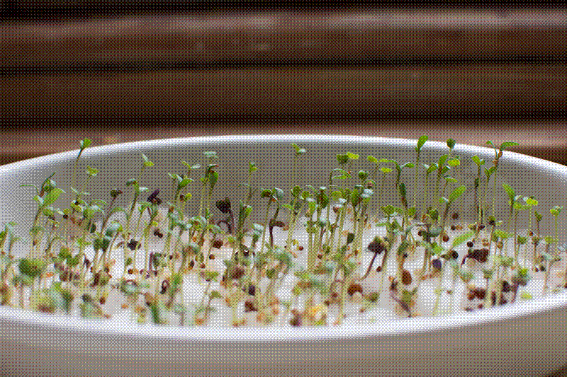 Growing seeds macro