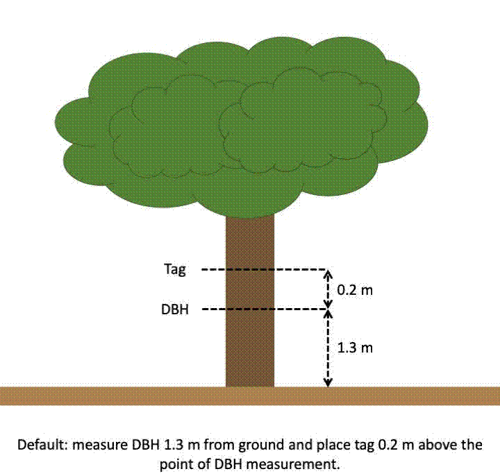 Default tree