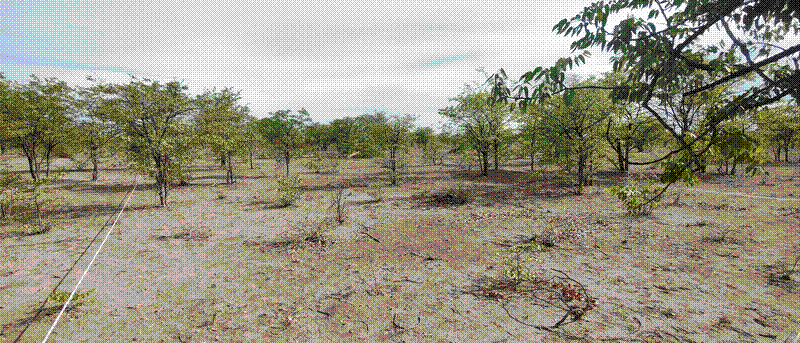 Example of a mopane parkland plot.