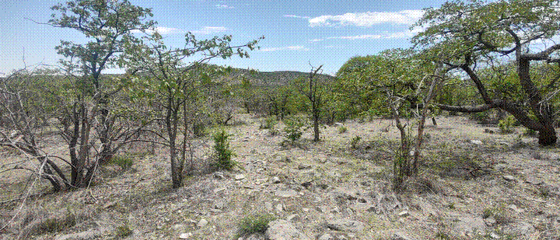 Example of a rocky woodland plot.