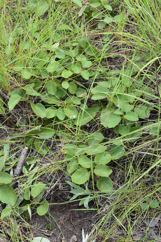 Mulumei plant