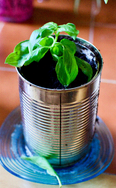 New cutting in tin can