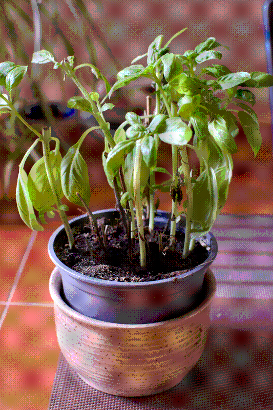 Original basil plant after pruning
