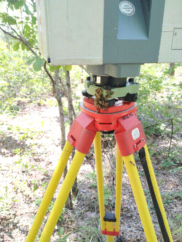 Bee swarms on tripod