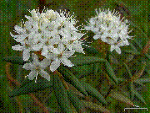 Rhododendron groenlandicum