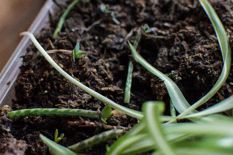 Germinating plantlet