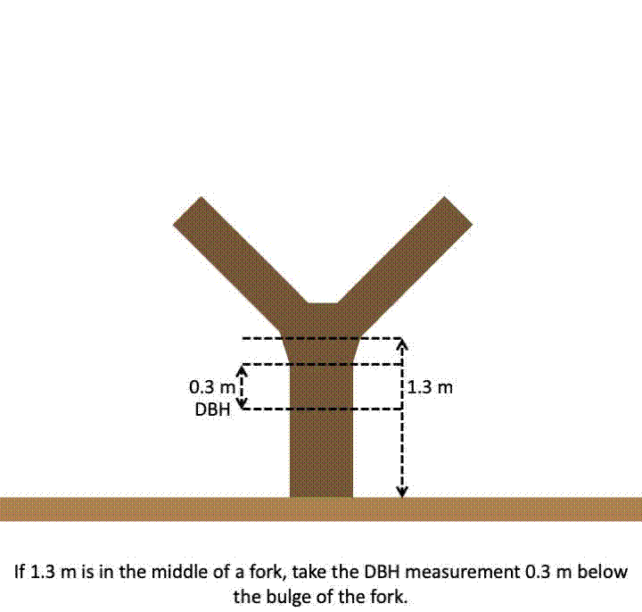 Forked tree