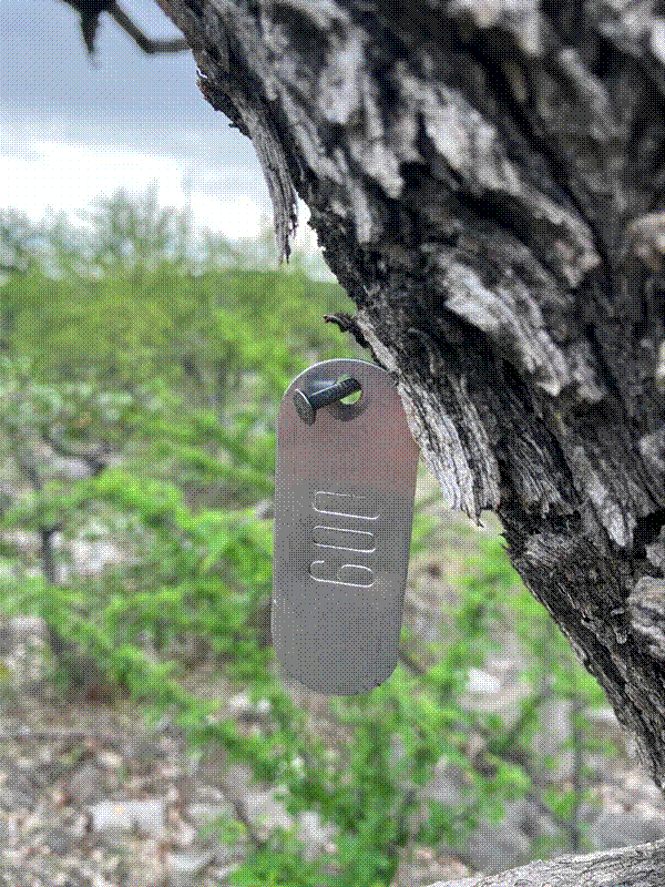 Example of a tree tag nailed into a tree stem.