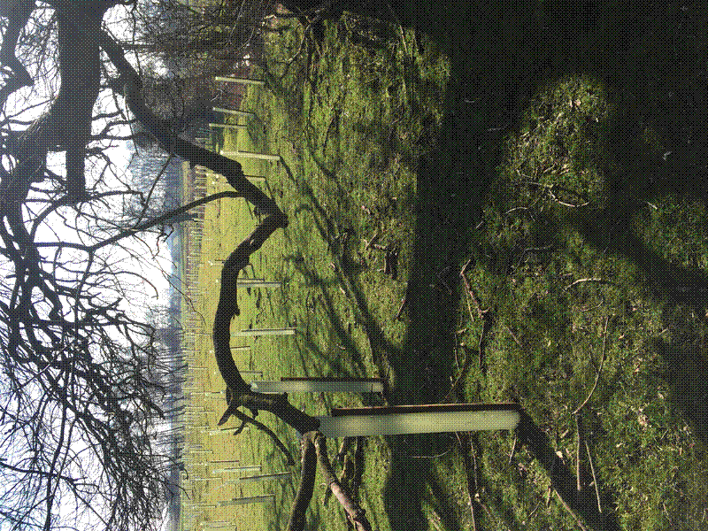 A hedging tree overhanging some of the new planting