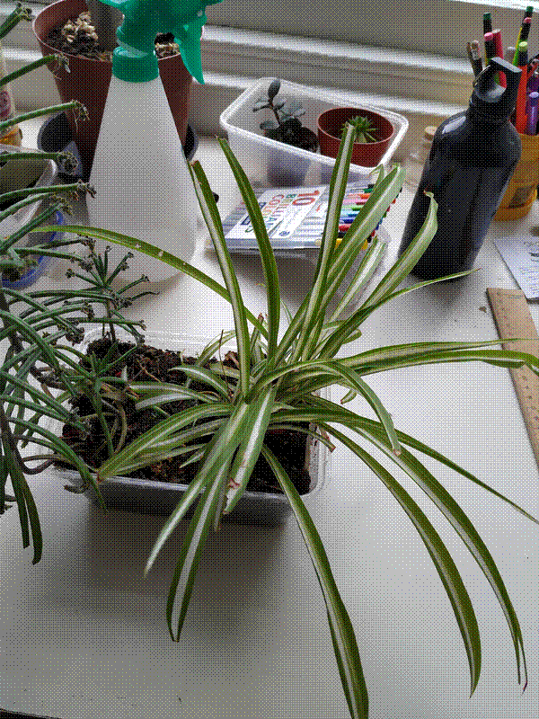 Spider plant