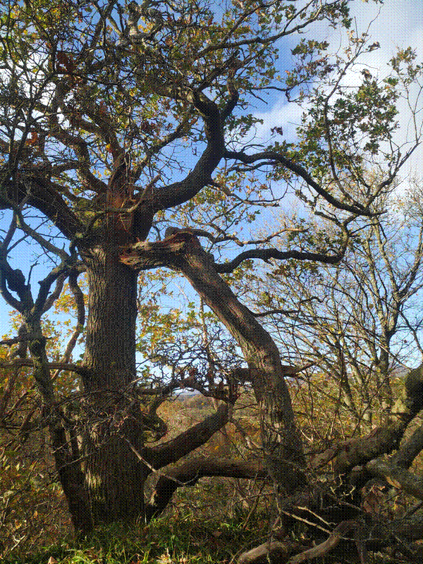 Fallen oak branch