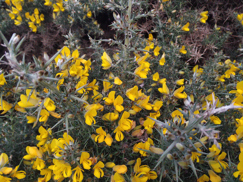 Gorse bushes](/img/suw/gorse.png)